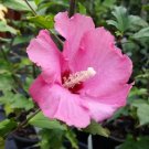 20 Aphrodite Rose Of Sharon Seeds Fresh Garden