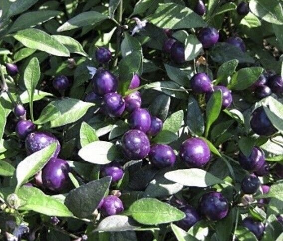Pretty In Purple Hot Pepper 15 Seeds Fresh Garden