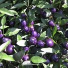 Pretty In Purple Hot Pepper 15 Seeds Fresh Garden