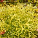 Lime Streaks Mustard 100 Seeds Fresh Garden