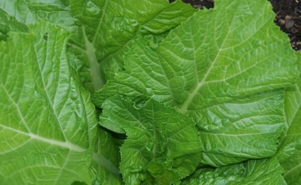 Florida Broadleaf Mustard 100 Seeds Fresh Garden