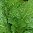Florida Broadleaf Mustard 100 Seeds Fresh Garden