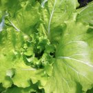 Tokyo Bekana Mustard 100 Seeds Fresh Garden