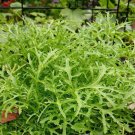 Lime Streaks Mizuna 100 Seeds Fresh Garden