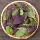 Japanese Giant Garnet Mustard 100 Seeds Fresh Garden