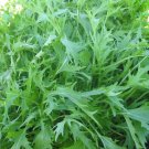 Mizuna Mustard 100 Seeds Fresh Garden