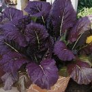 Red Garnet Mustard 100 Seeds Fresh Garden