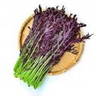 Crimson Tide Mustard 100 Seeds Fresh Garden