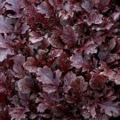 Miz America Mustard 100 Seeds Fresh Garden