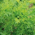 Golden Frills Mizuna Mustard 100 Seeds Fresh Garden