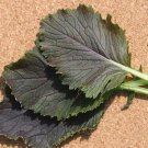 Red Capital Mustard 100 Seeds Fresh Garden