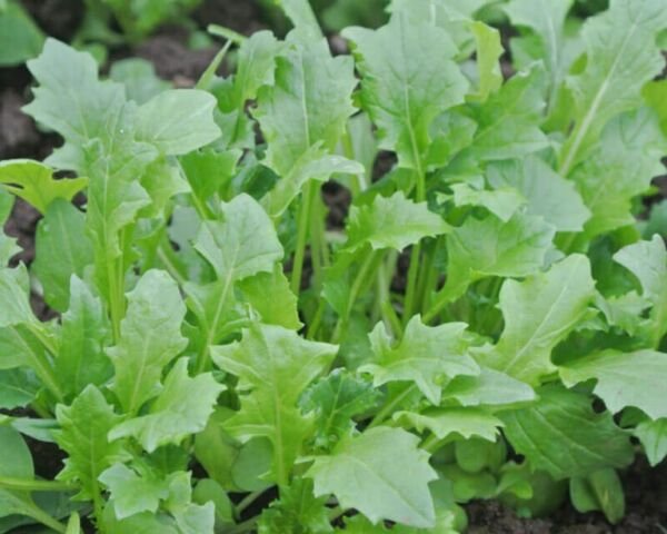 Mizspoona Salad Select Mustard 100 Seeds Fresh Garden
