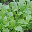 Mizspoona Salad Select Mustard 100 Seeds Fresh Garden