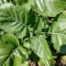 Abyssinian Mustard 100 Seeds Fresh Garden