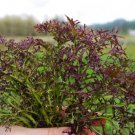 Frizzy Lillzy Mustard 100 Seeds Fresh Garden