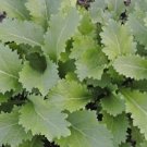 Green In Snow Mustard 100 Seeds Fresh Garden
