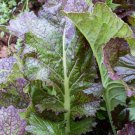 Dragon Tongue Mustard 100 Seeds Fresh Garden