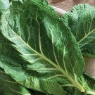 Georgia Southern Collard 200 Seeds Fresh Garden