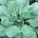 Vates Collard 200 Seeds Fresh Garden