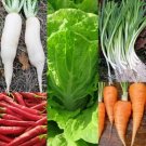 Kimchi 5 Pks Seeds Us Fresh Garden