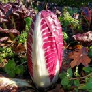 Treviso Mesola Radicchio 200 Seeds Fresh Garden