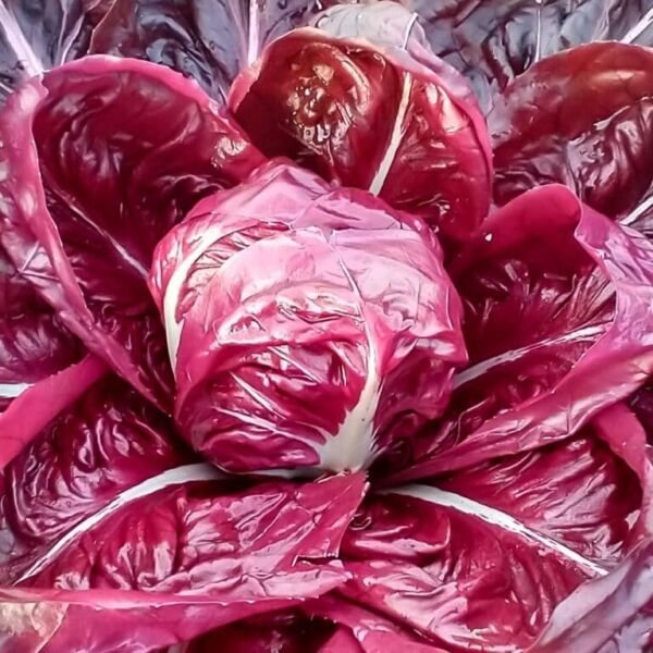 Rossa Di Verona Arca Radicchio 200 Seeds Fresh Garden