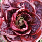 Radicchio Orchidea 200 Seeds Fresh Garden