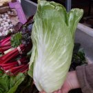 Sugarloaf Borca Chicory 200 Seeds Fresh Garden