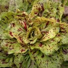 Variegata Di Castelfranco Chicory 200 Seeds Fresh Garden