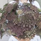 Black / Chocolate Queen Anne'S Lace 50 Seeds Dara Daucus Fresh Garden