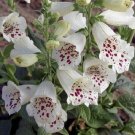Foxglove Camelot White 100 Seeds Fresh Garden