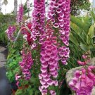 Foxglove Camelot Rose 100 Seeds Fresh Garden