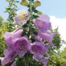 Foxglove Camelot Lavender 100 Seeds Fresh Garden