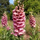 Foxglove Strawberry Summer 100 Seeds Fresh Garden