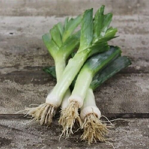 Runner F1 Leek 100 Seeds Fresh Garden