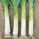 Giant Musselburg Leek 100 Seeds Fresh Garden
