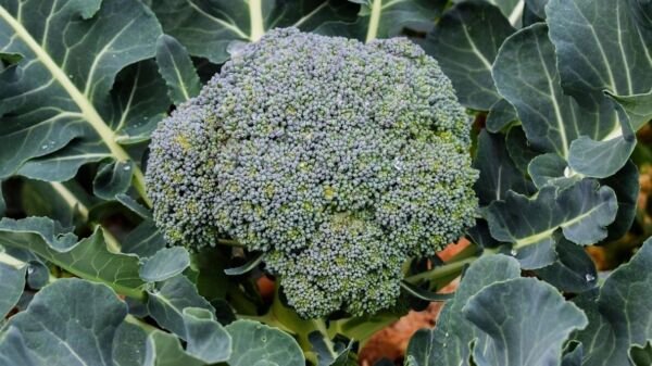 Early Purple Sprouting Broccoli 100 Seeds Fresh Garden