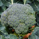 Early Purple Sprouting Broccoli 100 Seeds Fresh Garden