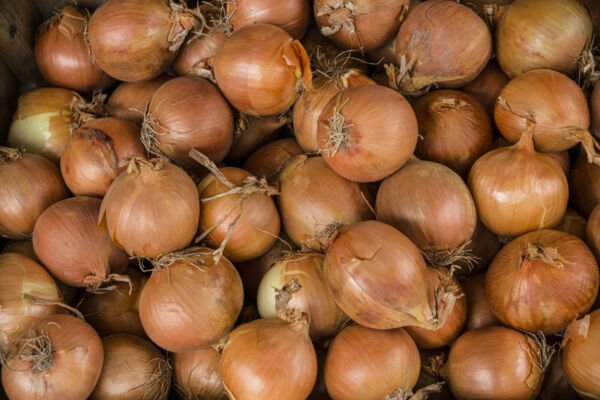 Oracle Yellow Onion 100 Seeds Fresh Garden