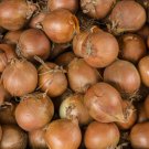 Oracle Yellow Onion 100 Seeds Fresh Garden