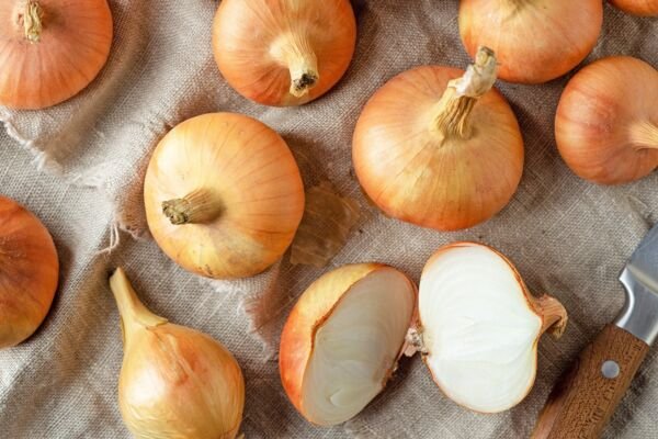 Texas Early Grano Onion 100 Seeds Fresh Garden