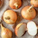 Texas Early Grano Onion 100 Seeds Fresh Garden