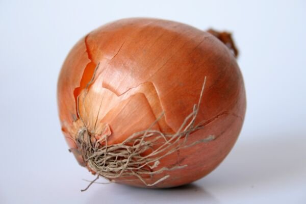 Stuttgarter Yellow Onion 100 Seeds Fresh Garden