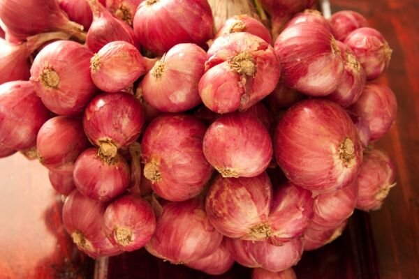 Red Rock Onion 100 Seeds Fresh Garden