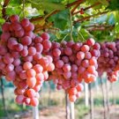 Red Globe Grape 20 Seeds Fresh Garden
