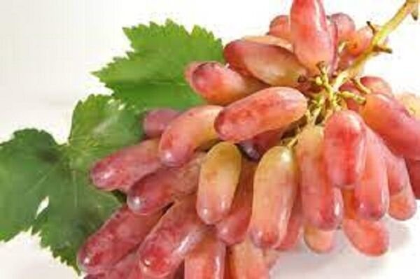 Manicure Finger Grape 20 Seeds Fresh Garden