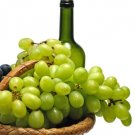 Chardonnay Grape 20 Seeds Fresh Garden