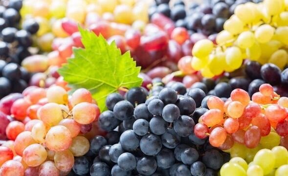 Grape Mix 20 Seeds Fresh Garden