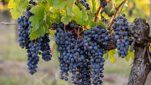 Merlot Grape 20 Seeds Fresh Garden