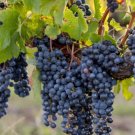 Merlot Grape 20 Seeds Fresh Garden